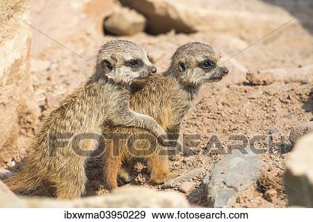 "Two young playing meerkats (Suricata suricatta), captive, North Hesse, Hesse, Germany, Europe" View Large Photo Image Stock Photo - "Two young playing meerkats (Suricata suricatta), captive, North Hesse, Hesse, Germany, Europe". Fotosearch