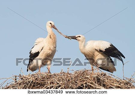 Stock Photo - "Two young White Storks (Ciconia ciconia) fighting over a feather in a nest, North Hesse, Hesse, Germany, Europe". Fotosearch