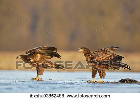 Stock Photo - "Two young White-tailed Eagles (Haliaeetus albicilla), standing on ice, Lodz Province, Poland, Europe". Fotosearch