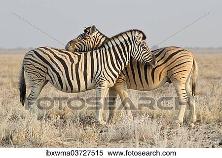 "Two zebras (Equus quagga), Etosha National Park, Namibia, Africa" View Large Photo Image Stock Photography - "Two zebras (Equus quagga), Etosha National Park, Namibia, Africa". Fotosearch