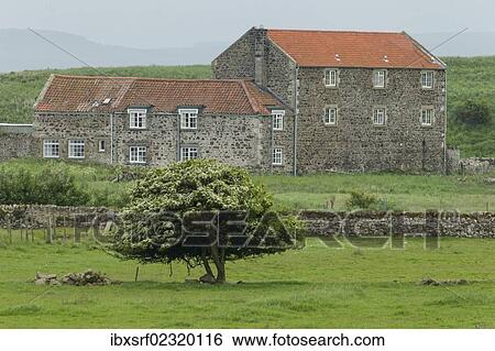 Stock Photograph - "Typical houses on Holy Island, Northumberland, England, United Kingdom, Europe". Fotosearch