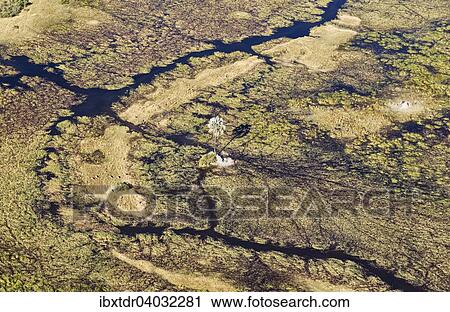 "Typical landscape of freshwater marshes with streams, channels and islands, with a solitary Real Fan Palm or Makalani Palm (Hyphaene petersiana), aerial view, Okavango Delta, Botswana, Africa" View Large Photo Image Stock Image - "Typical landscape of freshwater marshes with streams, channels and islands, with a solitary Real Fan Palm or Makalani Palm (Hyphaene petersiana), aerial view, Okavango Delta, Botswana, Africa". Fotosearch