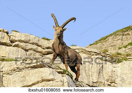 Typical pose of an alpine ibex (Capra ibex) View Large Photo Image Stock Photography - Typical pose of an alpine ibex (Capra ibex). Fotosearch