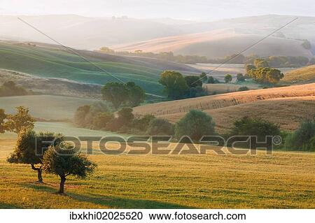 "Typical Tuscan landscape near San Quirico d'Orcia, Val d'Orcia region, early morning mist, Tuscany, Italy, Europe" View Large Photo Image Stock Image - "Typical Tuscan landscape near San Quirico d'Orcia, Val d'Orcia region, early morning mist, Tuscany, Italy, Europe". Fotosearch