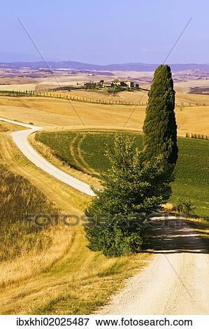 "Typical Tuscan landscape with a cypress (Cupressus), near Ville de Corsano, Tuscany, Italy, Europe" View Large Photo Image Stock Photo - "Typical Tuscan landscape with a cypress (Cupressus), near Ville de Corsano, Tuscany, Italy, Europe". Fotosearch