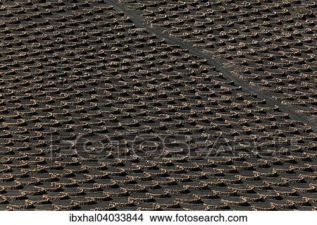 "Typical vineyards in dry cultivation in volcanic ash, lava, wine-growing region La Geria, Lanzarote, Canary Islands, Spain, Europe" View Large Photo Image Picture - "Typical vineyards in dry cultivation in volcanic ash, lava, wine-growing region La Geria, Lanzarote, Canary Islands, Spain, Europe". Fotosearch