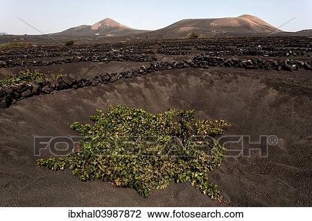 "Typical vineyards in dry cultivation in volcanic ash, lava, vine, vineyard La Geria, Lanzarote, Canary Islands, Spain, Europe" View Large Photo Image Stock Image - "Typical vineyards in dry cultivation in volcanic ash, lava, vine, vineyard La Geria, Lanzarote, Canary Islands, Spain, Europe". Fotosearch