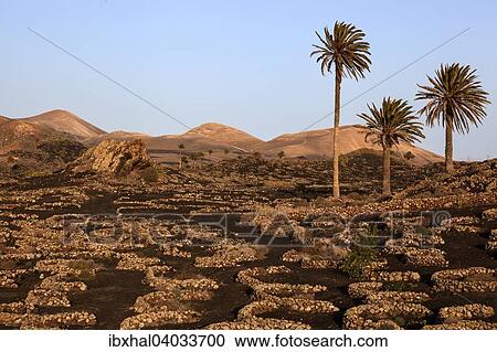 "Typical vineyards in dry cultivation in volcanic ash, evening light, wine-growing region La Geria, Lanzarote, Canary Islands, Spain, Europe" View Large Photo Image Stock Image - "Typical vineyards in dry cultivation in volcanic ash, evening light, wine-growing region La Geria, Lanzarote, Canary Islands, Spain, Europe". Fotosearch