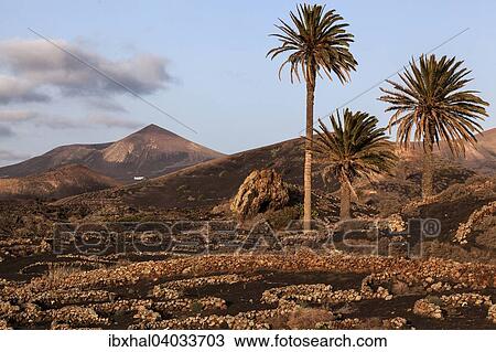 "Typical vineyards in dry cultivation in volcanic ash, evening light, wine-growing region La Geria, Lanzarote, Canary Islands, Spain, Europe" View Large Photo Image Stock Image - "Typical vineyards in dry cultivation in volcanic ash, evening light, wine-growing region La Geria, Lanzarote, Canary Islands, Spain, Europe". Fotosearch