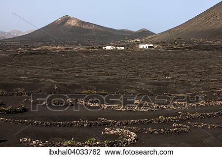 "Typical vineyards in dry cultivation in volcanic ash, lava, wine-growing region La Geria, white houses in the back, Lanzarote, Canary Islands, Spain, Europe" View Large Photo Image Stock Image - "Typical vineyards in dry cultivation in volcanic ash, lava, wine-growing region La Geria, white houses in the back, Lanzarote, Canary Islands, Spain, Europe". Fotosearch