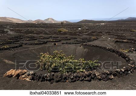 "Typical vineyards in dry cultivation in volcanic ash, lava, vine, vineyard La Geria, Lanzarote, Canary Islands, Spain, Europe" View Large Photo Image Stock Image - "Typical vineyards in dry cultivation in volcanic ash, lava, vine, vineyard La Geria, Lanzarote, Canary Islands, Spain, Europe". Fotosearch