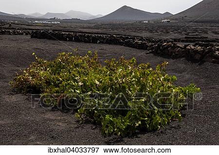 "Typical vineyards in dry cultivation in volcanic ash, lava, vine, vineyard La Geria, Lanzarote, Canary Islands, Spain, Europe" View Large Photo Image Stock Photo - "Typical vineyards in dry cultivation in volcanic ash, lava, vine, vineyard La Geria, Lanzarote, Canary Islands, Spain, Europe". Fotosearch