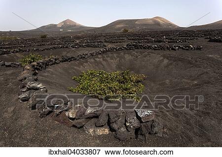 "Typical vineyards in dry cultivation in volcanic ash, lava, vine, vineyard La Geria, Lanzarote, Canary Islands, Spain, Europe" View Large Photo Image Stock Photo - "Typical vineyards in dry cultivation in volcanic ash, lava, vine, vineyard La Geria, Lanzarote, Canary Islands, Spain, Europe". Fotosearch