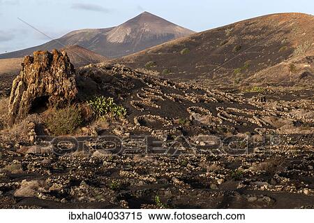 "Typical vineyards in dry cultivation in volcanic ash, evening light, behind the Guardilama volcanic mountain, wine-growing region La Geria, Lanzarote, Canary Islands, Spain, Europe" View Large Photo Image Stock Photography - "Typical vineyards in dry cultivation in volcanic ash, evening light, behind the Guardilama volcanic mountain, wine-growing region La Geria, Lanzarote, Canary Islands, Spain, Europe". Fotosearch