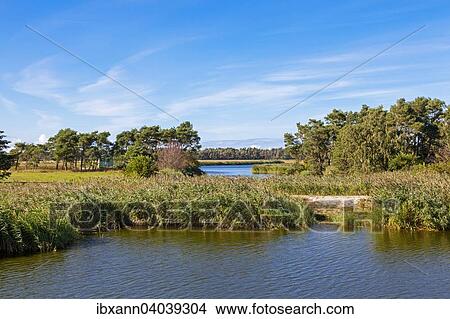 "Typical Western Pomeranian Boddenlandscape, Western Pomerania Lagoon Area National Park, Fischland-Darss-Zingst, Mecklenburg-Western Pomerania, Germany, Europe" View Large Photo Image Picture - "Typical Western Pomeranian Boddenlandscape, Western Pomerania Lagoon Area National Park, Fischland-Darss-Zingst, Mecklenburg-Western Pomerania, Germany, Europe". Fotosearch