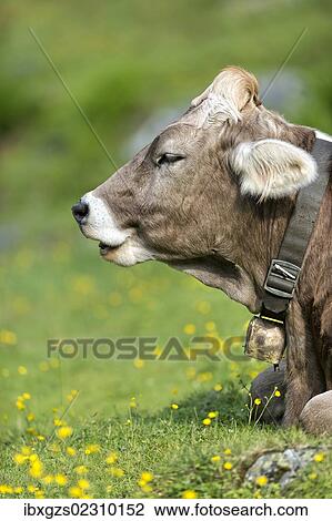 Stock Image - "Tyrolean Brown Cattle, calf ruminating, Grawa Alm, mountain pasture, Stubai Valley, Tyrol, Austria, Europe". Fotosearch