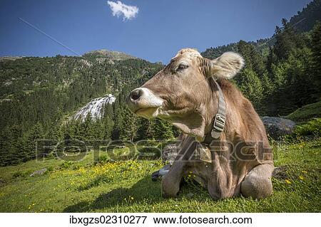 "Tyrolean Brown Cattle, cow without horns ruminating, Grawa Alm, mountain pasture, Stubai Valley, Tyrol, Austria, Europe" View Large Photo Image Stock Photo - "Tyrolean Brown Cattle, cow without horns ruminating, Grawa Alm, mountain pasture, Stubai Valley, Tyrol, Austria, Europe". Fotosearch