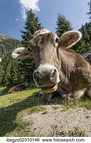 "Tyrolean Brown Cattle, cow without horns ruminating, Grawa Alm, mountain pasture, Stubai Valley, Tyrol, Austria, Europe" View Large Photo Image Stock Photograph - "Tyrolean Brown Cattle, cow without horns ruminating, Grawa Alm, mountain pasture, Stubai Valley, Tyrol, Austria, Europe". Fotosearch