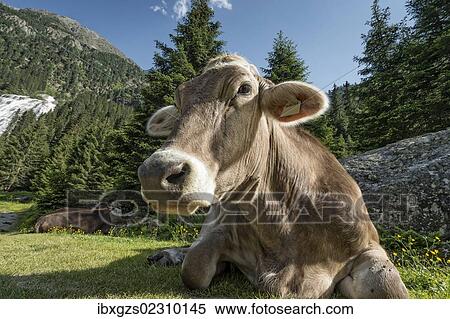 Stock Photography - "Tyrolean Brown Cattle, cow without horns ruminating, Grawa Alm, mountain pasture, Stubai Valley, Tyrol, Austria, Europe". Fotosearch