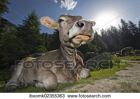 Stock Image - "Tyrolean Brown, hornless cow, chewing a cud, Grawa Alm alpine pasture, Stubai Valley, Tyrol, Austria, Europe". Fotosearch