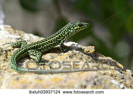 Picture - "Tyrrhenian Wall Lizard (Podarcis Tiliguerta), Sardinia, Italy, Europe". Fotosearch