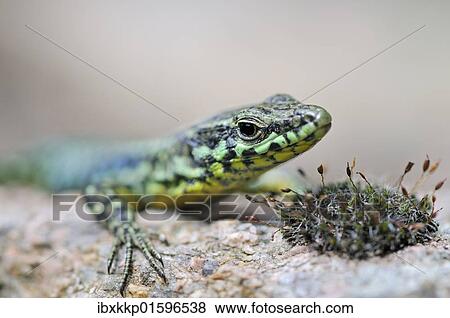 "Tyrrhenian Wall Lizard (Podarcis tiliguerta), Corsica, France, Europe" View Large Photo Image Stock Photo - "Tyrrhenian Wall Lizard (Podarcis tiliguerta), Corsica, France, Europe". Fotosearch
