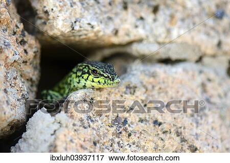 Stock Photo - "Tyrrhenian Wall Lizard (Podarcis Tiliguerta), Sardinia, Italy, Europe". Fotosearch