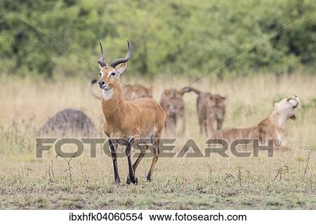 "Ugandan Kob (Kobus kob thomasi) stalked by several Lions (Panthera leo), Queen Elizabeth National Park, Uganda, Africa" View Large Photo Image Picture - "Ugandan Kob (Kobus kob thomasi) stalked by several Lions (Panthera leo), Queen Elizabeth National Park, Uganda, Africa". Fotosearch