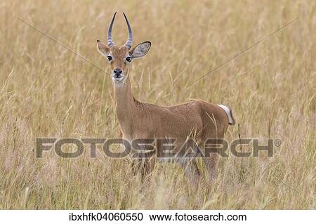 Stock Image - "Ugandan Kob (Kobus kob thomasi), Murchinson Falls National Park, Uganda, Africa". Fotosearch