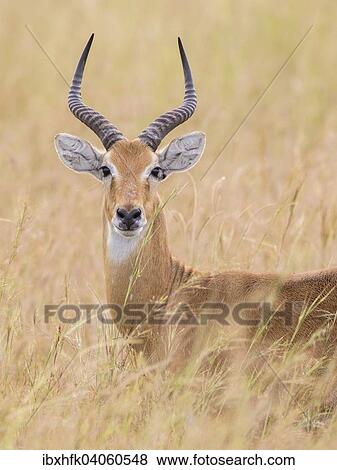 Stock Photo - "Ugandan Kob (Kobus kob thomasi), Murchinson Falls National Park, Uganda, Africa". Fotosearch