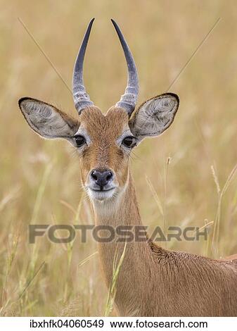 "Ugandan Kob (Kobus kob thomasi), Murchinson Falls National Park, Uganda, Africa" View Large Photo Image Stock Photo - "Ugandan Kob (Kobus kob thomasi), Murchinson Falls National Park, Uganda, Africa". Fotosearch