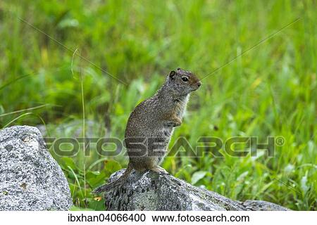 "Uinta Ground Squirrel (Spermophilus armatus), Grand Teton National Park, Wyoming, United States, North America" View Large Photo Image Stock Image - "Uinta Ground Squirrel (Spermophilus armatus), Grand Teton National Park, Wyoming, United States, North America". Fotosearch