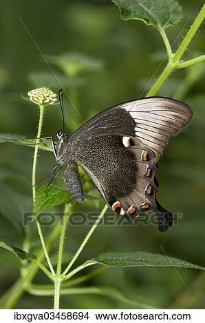 "Ulysses butterfly, Blue Mountain Swallowtail or Blue Mountain butterfly (Papilio ulysses), Australia, Oceania" View Large Photo Image Picture - "Ulysses butterfly, Blue Mountain Swallowtail or Blue Mountain butterfly (Papilio ulysses), Australia, Oceania". Fotosearch