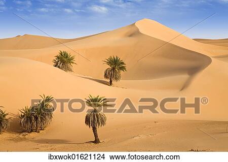 "Um el Ma Oasis, date palms and sand dunes, Libyan Desert, Libya, Sahara, North Africa, Africa" View Large Photo Image Picture - "Um el Ma Oasis, date palms and sand dunes, Libyan Desert, Libya, Sahara, North Africa, Africa". Fotosearch