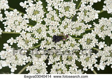 "Umbel of Wild Carrot, Bird's Nest or Bishop's Lace (Daucus carota) with a sterile black contrast flower in the centre to imitate a fly for attracting insects, Geneva, Genf, Switzerland, Europe" View Large Photo Image Picture - "Umbel of Wild Carrot, Bird's Nest or Bishop's Lace (Daucus carota) with a sterile black contrast flower in the centre to imitate a fly for attracting insects, Geneva, Genf, Switzerland, Europe". Fotosearch