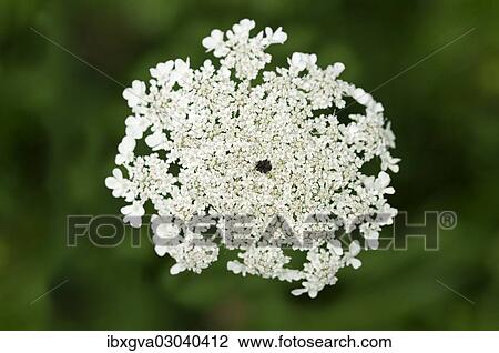 "Umbel of Wild Carrot, Bird's Nest or Bishop's Lace (Daucus carota) with a sterile black contrast flower in the centre to imitate a fly for attracting insects, Geneva, Genf, Switzerland, Europe" View Large Photo Image Stock Image - "Umbel of Wild Carrot, Bird's Nest or Bishop's Lace (Daucus carota) with a sterile black contrast flower in the centre to imitate a fly for attracting insects, Geneva, Genf, Switzerland, Europe". Fotosearch