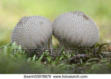 Stock Photo - "Umber-Brown Puffball (Lycoperdon umbrinum), Emsland, Lower Saxony, Germany, Europe". Fotosearch