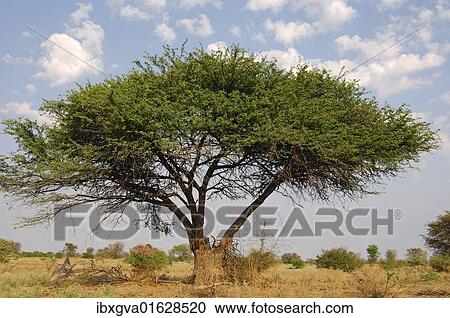 Stock Image - "Umbrella Thorn Acacia (Acacia tortilis), Okavango Delta, Botswana, Africa". Fotosearch