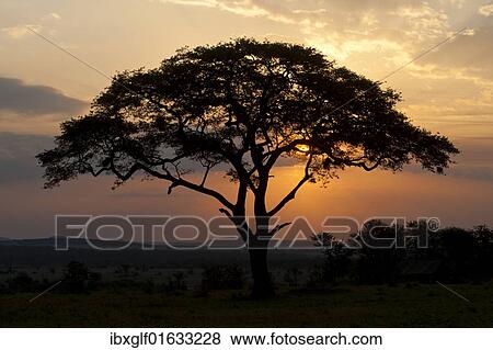 "Umbrella Thorn Acacia (Acacia tortilis) at sunset in the Serengeti, Tanzania, Africa" View Large Photo Image Stock Photo - "Umbrella Thorn Acacia (Acacia tortilis) at sunset in the Serengeti, Tanzania, Africa". Fotosearch