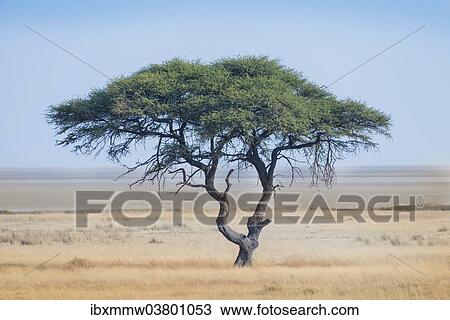 "Umbrella Thorn (Acacia tortilis), tree in front of the Etosha Pan, Etosha National Park, Namibia, Africa" View Large Photo Image Stock Image - "Umbrella Thorn (Acacia tortilis), tree in front of the Etosha Pan, Etosha National Park, Namibia, Africa". Fotosearch