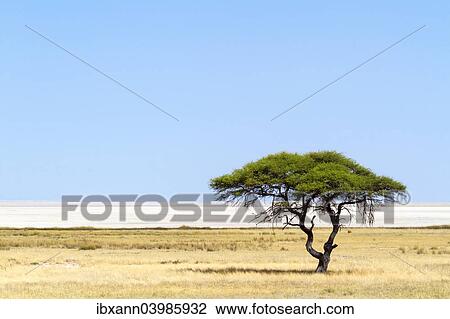 "Umbrella Thorn acacia (Vachellia tortilis) in front of Etosha Pan, Etosha National Park, Namibia, Africa" View Large Photo Image Stock Image - "Umbrella Thorn acacia (Vachellia tortilis) in front of Etosha Pan, Etosha National Park, Namibia, Africa". Fotosearch