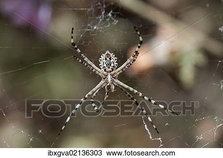 "Underside of female Garden Orb Spider (Argiope australis), Hantam National Botanical Garden, Nieuwoudtville, Namaqualand, South Africa, Africa" View Large Photo Image Stock Image - "Underside of female Garden Orb Spider (Argiope australis), Hantam National Botanical Garden, Nieuwoudtville, Namaqualand, South Africa, Africa". Fotosearch