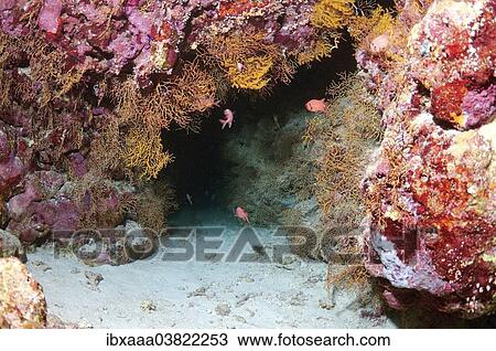"Underwater cave, Ras Muhammad National Park, Sinai Peninsula, Sharm el-Sheikh, Red Sea, Egypt, Africa" View Large Photo Image Stock Image - "Underwater cave, Ras Muhammad National Park, Sinai Peninsula, Sharm el-Sheikh, Red Sea, Egypt, Africa". Fotosearch