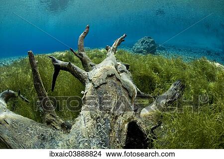 Picture - "Underwater view, Gruner See lake, Tragoss, Hochschwab, Styria, Austria, Europe". Fotosearch