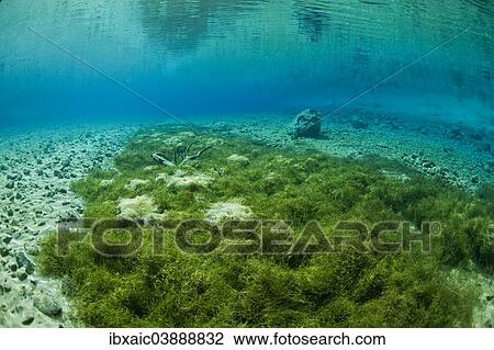 "Underwater view, Gruner See lake, Tragoss, Hochschwab, Styria, Austria, Europe" View Large Photo Image Stock Image - "Underwater view, Gruner See lake, Tragoss, Hochschwab, Styria, Austria, Europe". Fotosearch