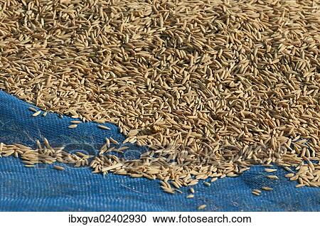 "Unground Asian rice (Oryza sativa) spread out to dry after the harvest, Battambang, Cambodia, Southeast Asia, Asia" View Large Photo Image Stock Image - "Unground Asian rice (Oryza sativa) spread out to dry after the harvest, Battambang, Cambodia, Southeast Asia, Asia". Fotosearch