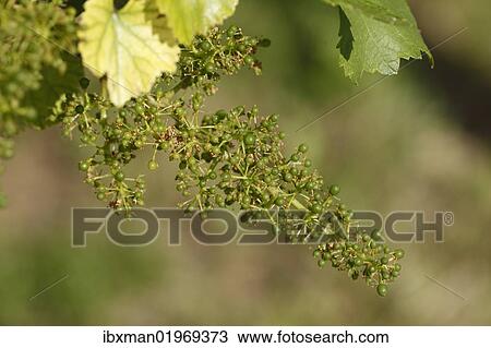 Stock Image - "Unripe grapes (Vitis vinifera subsp. vinifera), Wachau, Lower Austria, Austria, Europe". Fotosearch