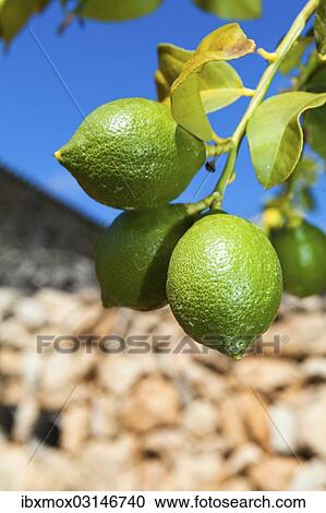 "Unripe green lemons hanging on a tree, Palma de Mallorca, Llucmajor, Majorca, Balearic Islands, Spain, Europe" View Large Photo Image Stock Image - "Unripe green lemons hanging on a tree, Palma de Mallorca, Llucmajor, Majorca, Balearic Islands, Spain, Europe". Fotosearch