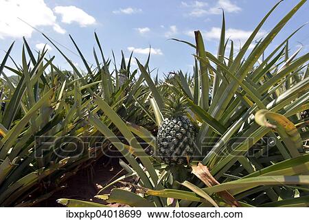 "Unripe pineapple on a plantation, Hua Hin, Thailand, Asia" View Large Photo Image Stock Photo - "Unripe pineapple on a plantation, Hua Hin, Thailand, Asia". Fotosearch