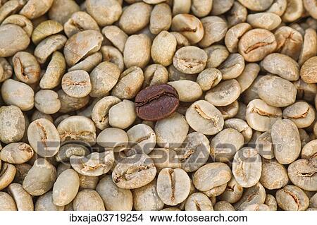 Unroasted Coffee Beans >> Unroasted Coffee Beans And One Roasted Coffee Bean Germany Unroasted Coffee Beans >> Unroasted Coffee Beans And One Roasted Coffee Bean Germany